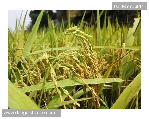 聚焦绿茵巨星成长轨迹与辉煌瞬间全面解读球迷心中偶像风采